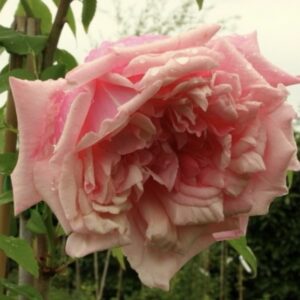 Rosa ‘La Follette’ – Ibrido di Gigantea Rampicante