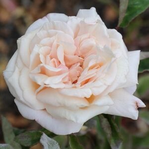 Rosa ‘Madame Charles’ – Rosa Tè Albicocca e Arancio