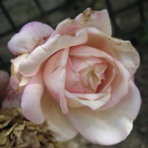 Rosa ‘Madame Gamon’ – Rosa Tè Albicocca e Oro