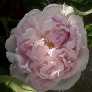 Rosa ‘Mousseline’ – Rosa Muscosa Bianca Rifiorente