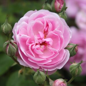 Rosa ‘Vicomtesse d’Avesnes’ – Noisette Rampicante Rosa