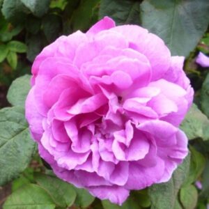 Rosa ‘Mousseux du Japon’ – Rosa Muscosa Antica Profumata