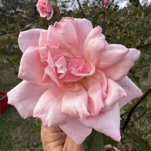 Rosa ‘Susan Louise’ – Ibrido di Gigantea Rosa Rifiorente