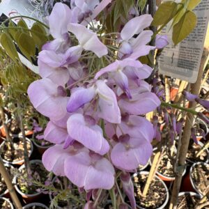 Wisteria floribunda ‘Lilac Rose’ – Glicine Rosa-Lilla Profumato