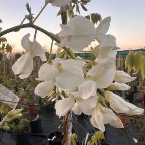 Wisteria brachybotrys ‘Shiro-kapitan’ – Glicine Bianco Profumato