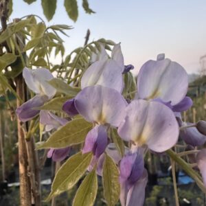 Wisteria sinensis ‘Prolific’ – Glicine Cinese Blu-Viola Profumato