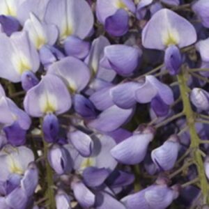 Wisteria floribunda ‘Eranthis’ – Glicine Giapponese
