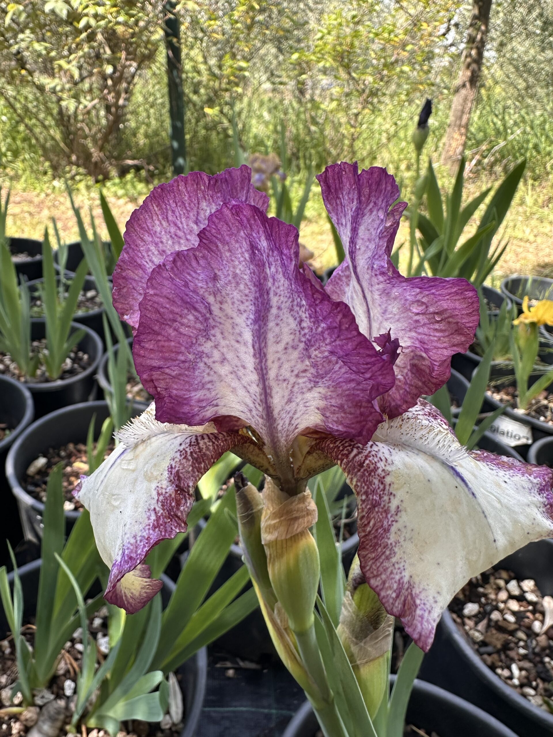 Iris barbati: varietà, coltivazione e come scegliere quelli giusti per il giardino