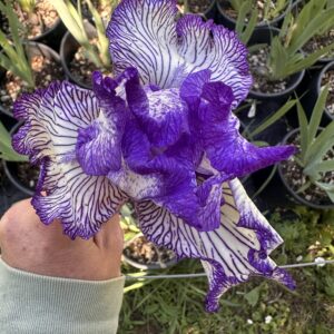 Iris “Autumn Circus” – Iris Barbata Alta Rifiorente