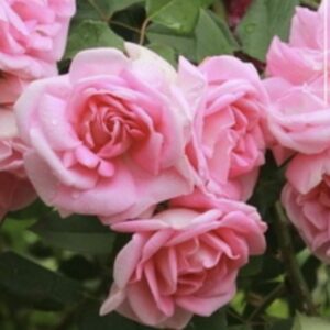 Rosa ‘Blairii No. 2’ – Rosa Antica Rampicante Rosa Profumata