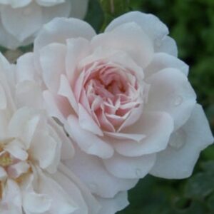 Rosa ‘Bouquet Tout Fait’ – Noisette Bianca Profumata