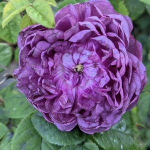 Rosa ‘Cardinal de Richelieu’ – Gallica Porpora-Viola