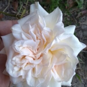 Rosa ‘Chun Shui Lu Bo’ – Rosa China Verde-Bianca