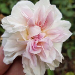 Rosa ‘Creekside Manor Tea’ – Rosa Tea Ritrovata Rosa