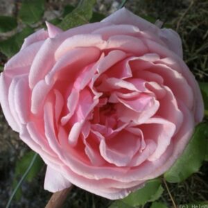 Rosa ‘Irène Bonnet’ – Ibrido di Tea Rampicante Rosa