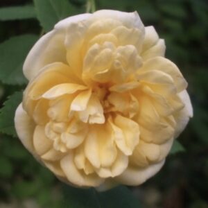 Rose Inglesi