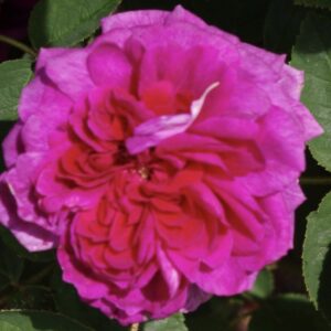 Rosa ‘Mme de la Roche-Lambert’ – Rosa Muscosa Porpora Profumata