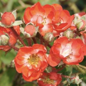 Rosa ‘Paul Crampel’ – Polyantha Rosso Arancio Rifiorente
