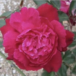 Rosa ‘Président d’Olbecque’ – Ibrido di China Rosso Ciliegia