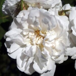 Rosa ‘Quatre Saisons Blanc Mousseux’ – Muscosa Bianca Rifiorente