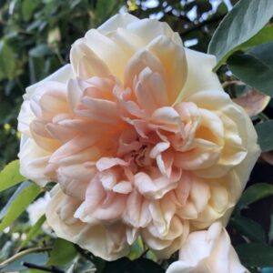 Rosa ‘Quirinale’ – Rampicante Giallo Crema Rifiorente