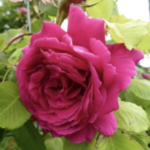 Rosa ‘Roi de Siam’ – Tea Rampicante Rosso Carminio Profumata