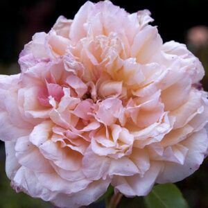 Rosa ‘Second Street Tea’ – Rosa Tea Ritrovata Rosa Albicocca
