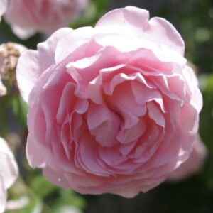 Rosa ‘Strawberry Hill’ – Rosa Inglese Rosa Profumata