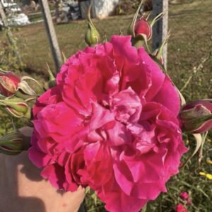 Rosa ‘Baretta St. Bourbon’ – Bourbon Ritrovata Rosa Carminio