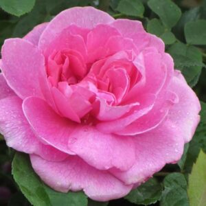 Rose Moderne